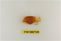 藏品(頑強黎明蟹)的圖片